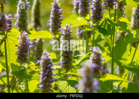 Anis Ysop Blume in einem botanischen Garten an einem sonnigen Tag Stockfoto