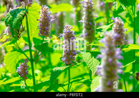 Anis Ysop Blume in einem botanischen Garten an einem sonnigen Tag Stockfoto