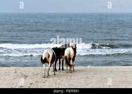 Wilden Ponys auf dem Strand bei Assateague Island, MD, USA Stockfoto