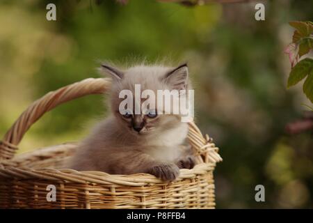 Kätzchen in einem Weidenkorb Stockfoto