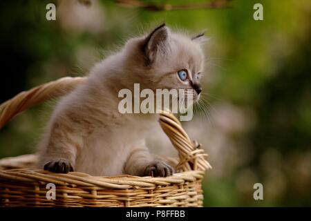 Kätzchen in einem Weidenkorb Stockfoto