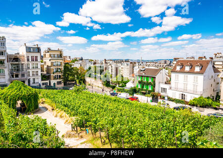 Clos Montmartre auch als Vigne de Montmartre bekannt. La Vigne de Montmartre ist das älteste Weingut in Paris. Stockfoto