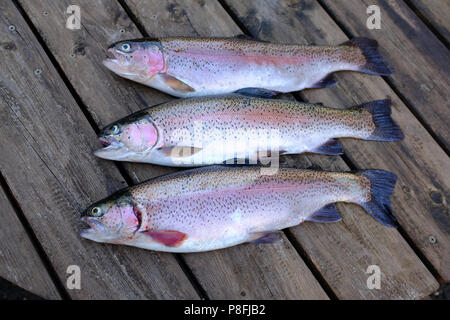 Frisch gefangenen Regenbogenforellen - North Wales Stockfoto