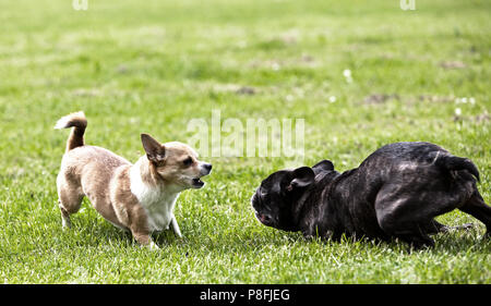 Französische Bulldogge und Chihuahua herum spielen auf dem Rasen Stockfoto