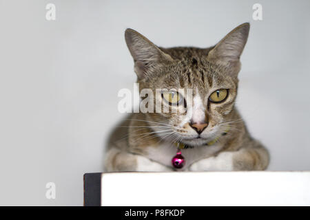 Portrait von braune Katze auf weißem Hintergrund Stockfoto