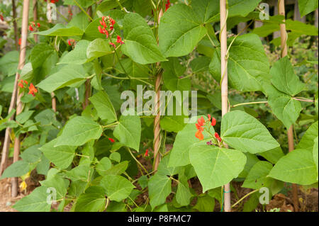 Typische Bambus Struck planlos wachsende junge runner bean Pflanzen mit roten Blüten bilden, Phaseolus coccineus Stockfoto