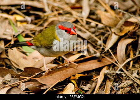 Rot der tiefsten Finch in der Natur in Australien. Stockfoto