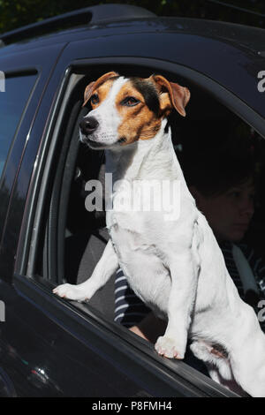 Hundes beim Schauen durch's Auto Fenster Stockfoto