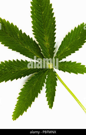 Cannabis indica wächst durch Unfall im Garten ein Fan wie Blatt zur Identifikation Stockfoto