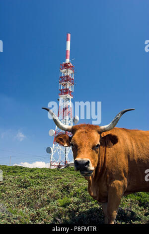 Hohen Berg Kuh in der Nähe von eine Mitteilung Turm, Gerichte und Antennen Stockfoto