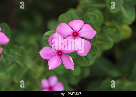 Schönen frischen Blume von Madagaskar Periwinkle oder Rosige Immergrün Stockfoto