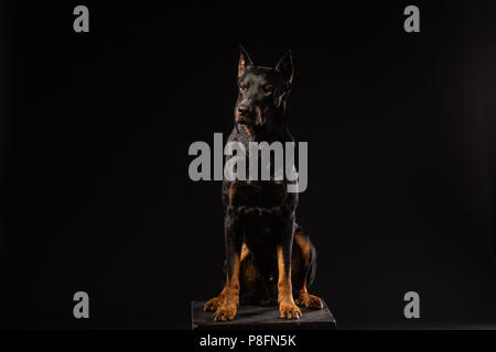 Dobermann Hund stehen und vor sich auf isolierte schwarze Hintergrund, Seitenansicht Stockfoto