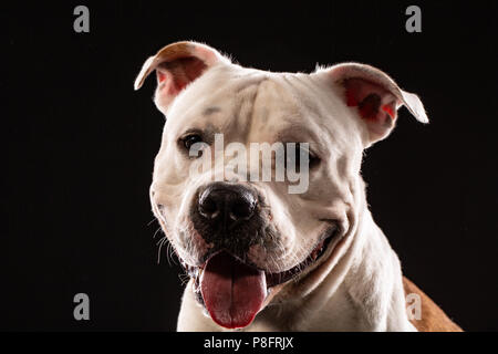 Ein Pit Bull dog portrait Close-up im Studio mit schwarzem Hintergrund Stockfoto