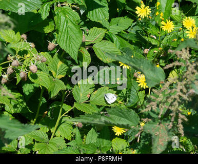 Eine weibliche Kleine weiße Butterfly Fütterung auf eine Himbeere Bush Blatt mit Fruchtreife und wilden Blumen in Goatsbeard Haute-Savoie Morzine Frankreich Stockfoto