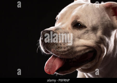 Ein Pit Bull dog portrait Close-up im Studio mit schwarzem Hintergrund Stockfoto