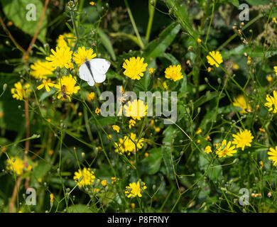Einen männlichen kleinen weißen Schmetterling Fütterung auf ein Goatsbeard Blume Klumpen in einem Garten in Morzine Haute-Savoie Portes du Soleil Franken Stockfoto