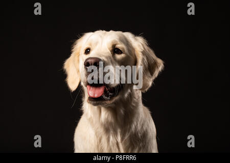 Schöne beige Labrador Retriever Hund vor isolierten schwarzen Hintergrund sitzen Stockfoto