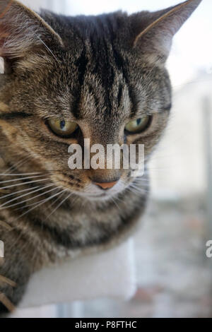 Tabby Katze Portrait Stockfoto