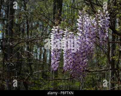 Violett und Weiß blühenden Glyzinien Blumen auf Woodland Reben. Stockfoto