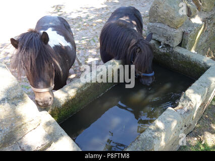 Zwei Mini Shetland Ponys im Stall Hof an einem heissen Sommertag in Yorkshire ein Pony Trinkwasser aus dem alten Stein Wasser throug Stockfoto