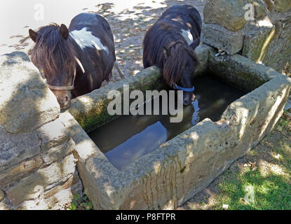 Zwei Mini Shetland Ponys im Stall Hof an einem heissen Sommertag in Yorkshire ein Pony Trinkwasser aus dem alten Stein Wasser throug Stockfoto