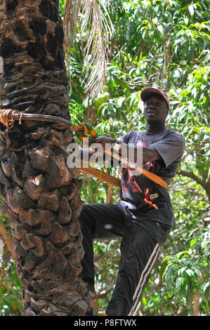 Coconut Harvester Banjul Gambia Westafrika Stockfoto