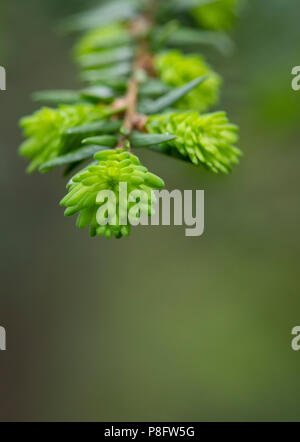 Nahaufnahme der neuen Kegel Wachstum auf Eastern hemlock Baum im Frühling. Stockfoto