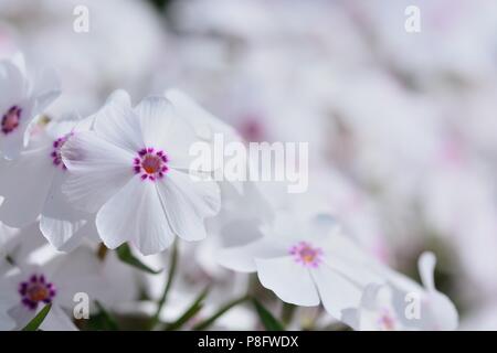 In der Nähe von Moos phlox in Boom Stockfoto