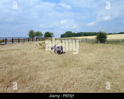 Nach den heißesten Sommer seit Jahren in England 2018 hat der Rasen in einem sehr schlechten Zustand und die kleinen Ponys Essen von schlechter Qualität Gras links Stockfoto