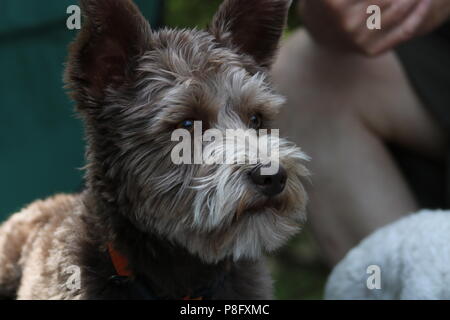 Hund suchen von der Kamera entfernt als etwas seine Aufmerksamkeit gefangen hat. Stockfoto