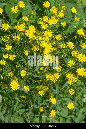 Ein großes Büschel der hellen gelben Goatsbeard wilden Blumen in voller Blüte auf einer Bank in einem Garten in Morzine Haute-Savoie Portes du Soleil Frankreich Stockfoto