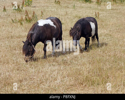 Nach den heißesten Sommer seit Jahren in England 2018 hat der Rasen in einem sehr schlechten Zustand und die kleinen Ponys Essen von schlechter Qualität Gras links Stockfoto