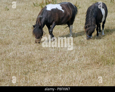 Nach den heißesten Sommer seit Jahren in England 2018 hat der Rasen in einem sehr schlechten Zustand und die kleinen Ponys Essen von schlechter Qualität Gras links Stockfoto