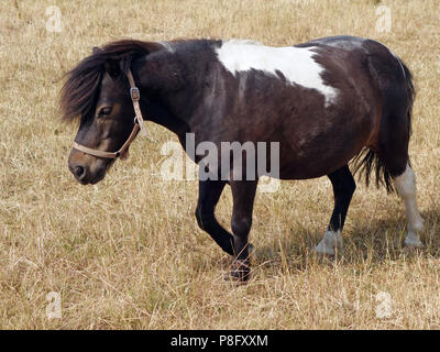 Nach den heißesten Sommer seit Jahren in England 2018 hat der Rasen in einem sehr schlechten Zustand und die kleinen Ponys Essen von schlechter Qualität Gras links Stockfoto