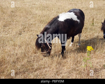 Nach den heißesten Sommer seit Jahren in England 2018 hat der Rasen in einem sehr schlechten Zustand und die kleinen Ponys Essen von schlechter Qualität Gras links Stockfoto