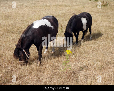 Nach den heißesten Sommer seit Jahren in England 2018 hat der Rasen in einem sehr schlechten Zustand und die kleinen Ponys Essen von schlechter Qualität Gras links Stockfoto