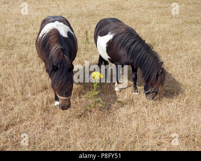 Nach den heißesten Sommer seit Jahren in England 2018 hat der Rasen in einem sehr schlechten Zustand und die kleinen Ponys Essen von schlechter Qualität Gras links Stockfoto