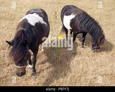 Nach den heißesten Sommer seit Jahren in England 2018 hat der Rasen in einem sehr schlechten Zustand und die kleinen Ponys Essen von schlechter Qualität Gras links Stockfoto