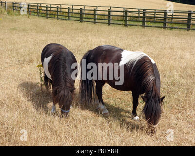 Nach den heißesten Sommer seit Jahren in England 2018 hat der Rasen in einem sehr schlechten Zustand und die kleinen Ponys Essen von schlechter Qualität Gras links Stockfoto