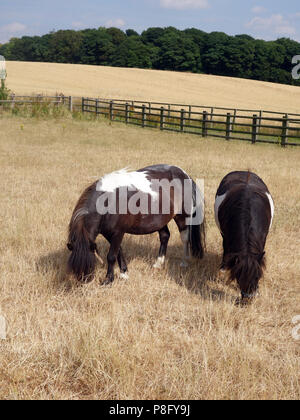 Nach den heißesten Sommer seit Jahren in England 2018 hat der Rasen in einem sehr schlechten Zustand und die kleinen Ponys Essen von schlechter Qualität Gras links Stockfoto