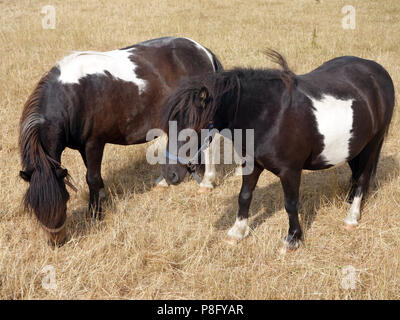 Nach den heißesten Sommer seit Jahren in England 2018 hat der Rasen in einem sehr schlechten Zustand und die kleinen Ponys Essen von schlechter Qualität Gras links Stockfoto