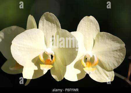 Abbildung einer Orchidee Blüte in gemalten Stil Stockfoto