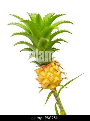 Schöne dekorative Zwerg Ananas Pflanzen mit niedlichen, kleinen Früchten für Haus und Garten Dekoration isoliert auf einem weißen Hintergrund. Stockfoto