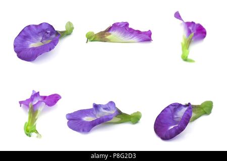 Schöne Blume, Set Purple Butterfly Pea Blumen oder asiatischen Pigeonwings Blumen isoliert auf weißem Hintergrund Stockfoto