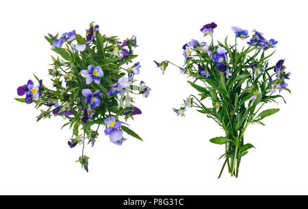 Wild violet flower bouquet auf Weiß isoliert. Stockfoto