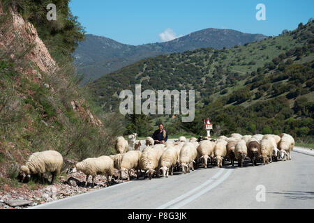 Herde von Schafen, Achaia, Peloponnes, Griechenland Stockfoto