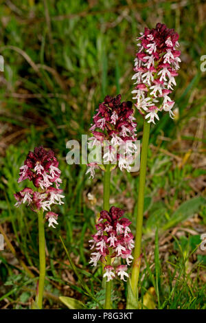 Verbrannt Orchidee, (Orchis ustulata, Neotinea ustulata) Stockfoto