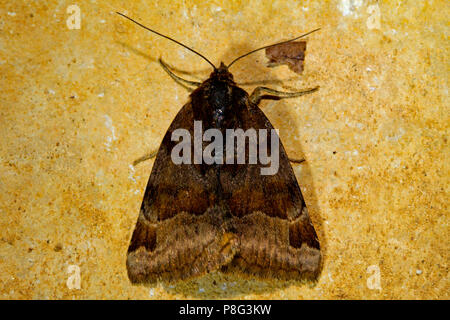 Burnett Begleiter Motte (Euclidia glyphica) Stockfoto