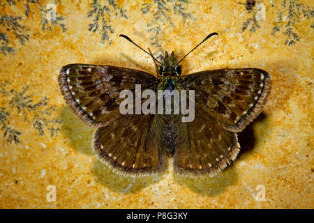 Schmuddelig Skipper, (erynnis Tages) Stockfoto