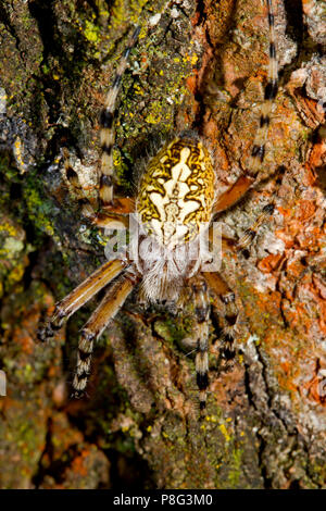 Eiche Spider, (Aculepeira ceropegia, Araneus ceropegia) Stockfoto